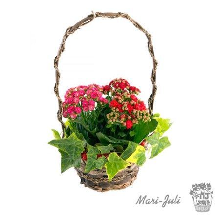 Ref.P0001.Cesta de Kalanchoes en varios colores.