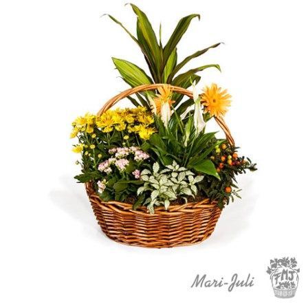 0000038_reffmj0013cesta-de-mimbre-con-plantas-en-tonalidades-verdes-y-amarillos Ref.FMJ0013.Cesta de Mimbre con Plantas en tonalidades verdes y amarillos.