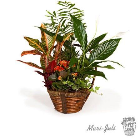 0000039_reffmj0009cesta-de-mimbre-con-plantas-en-tonalidades-verdes-y-anaranjados Ref.FMJ0009.Cesta de Mimbre con Plantas en tonalidades verdes y anaranjados.