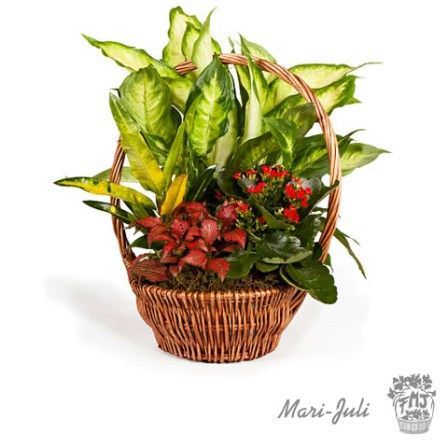 0000040_reffmj0008cesta-de-mimbre-con-plantas-en-tonalidades-verdes-y-rojos Ref.FMJ0008.Cesta de Mimbre con Plantas en tonalidades verdes y rojos.