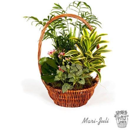 0000041_reffmj0012cesta-de-mimbre-con-plantas-en-tonalidades-verdes Ref.FMJ0012.Cesta de Mimbre con Plantas en tonalidades verdes.