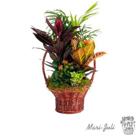 0000042_reffmj1000cesta-plantas-variada Ref.FMJ1000.Cesta Plantas Variada.