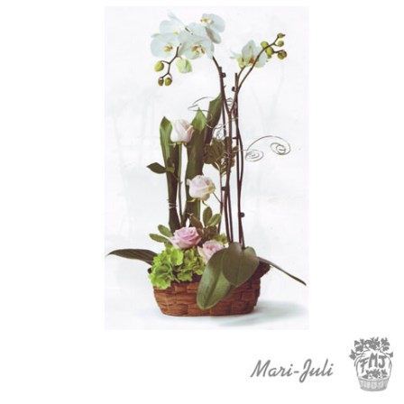 0000043_refes5mimplanta-orquidea-phalaenopsis-rosas-blancos-con-base Ref.ES5MIM.Planta Orquídea Phalaenopsis rosas Blancos con base.