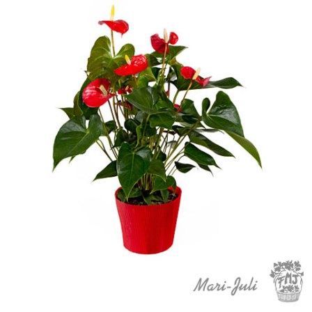 0000135_reffmj0018planta-decorada-anthurium- Ref.FMJ0018.Planta Decorada Anthurium .