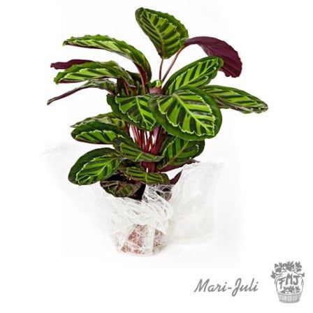 0000136_reffmj0019planta-decorada-maranta Ref.FMJ0019.Planta Decorada Maranta.