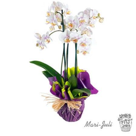 0000140_refp0005orquideas-de-tres-varas-tahiti Ref.P0005.Orquideas de tres varas Tahiti