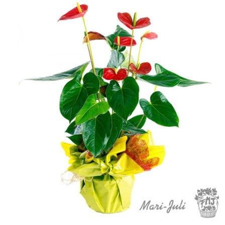 0000176_refp0010planta-de-anthurium-rojo-decorada Ref.P0010.Planta de Anthurium rojo decorada