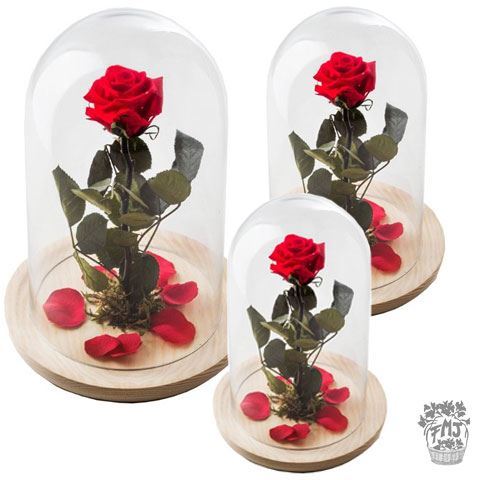 0000241_reffmj0130rosa-encantada-del-amor-eternoa-partir-de-15 Ref.FMJ0130.Rosa encantada del amor eterno.(a partir de 15€)