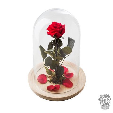 0000242_reffmj0130rosa-encantada-del-amor-eternoa-partir-de-15 Ref.FMJ0130.Rosa encantada del amor eterno.(a partir de 15€)