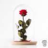 0000243_reffmj0130rosa-encantada-del-amor-eternoa-partir-de-15 Ref.FMJ0130.Rosa encantada del amor eterno.(a partir de 15€)