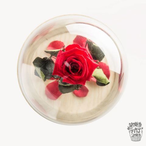 0000244_reffmj0130rosa-encantada-del-amor-eternoa-partir-de-15 Ref.FMJ0130.Rosa encantada del amor eterno.(a partir de 15€)