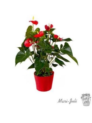 Ref.175215062021 Orquídea Azul