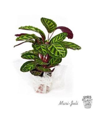 Ref.175215062021 Orquídea Azul